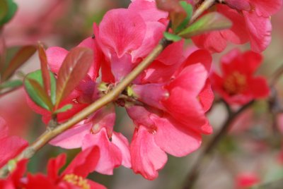 Chaenomeles japonica - kdoulovec japonský - květy (2)